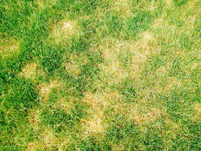 Pourriture à pythium Pourriture à pythium